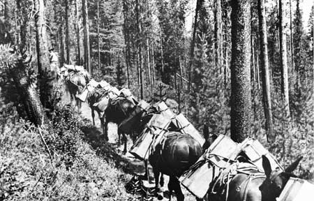 Black and white photo of an old-time pack train making its way along a path through the woods.