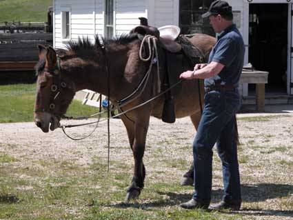 Photo of a man holding the bridle reins as he stands beside a mule.