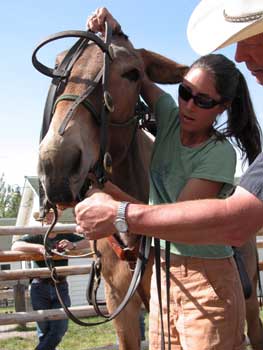 Photo of a woman and man placing a bridle over a mule's nose.
