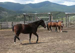 Photo of a horse trotting inside a corral.  Two horses stand in the background.