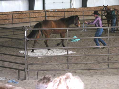 Photo of a trainer working with a horse within an indoor corral.