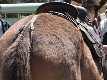 Photo of a crupper hooked under the tail of a mule.