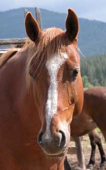 Closeup photo of a horse with ears and eyes focused on the camera.