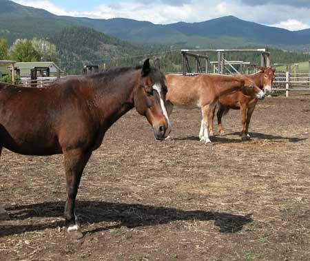 Photo of a horse and two mules standing within a corral.  The horse is in the foreground and the two mules stand side-by-side in the background.