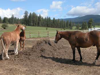 Photo of a horse and two mules standing within a corral.