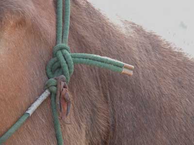 Closeup photo of a halter knot tied with the tail facing toward the rear of the horse.