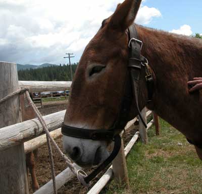 Photo of a mule tied to a fence post at a height between its eyes and muzzle.