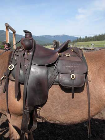 Photo of a saddle secured over the back of a mule.