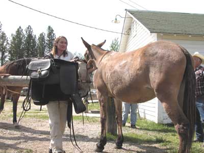 Photo of a woman getting ready to lay a saddle over a mule's back.