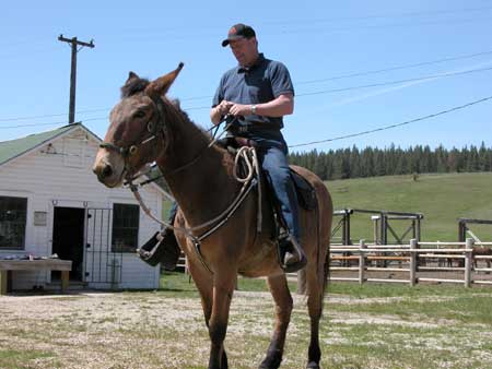 Photo of a man riding a mule.