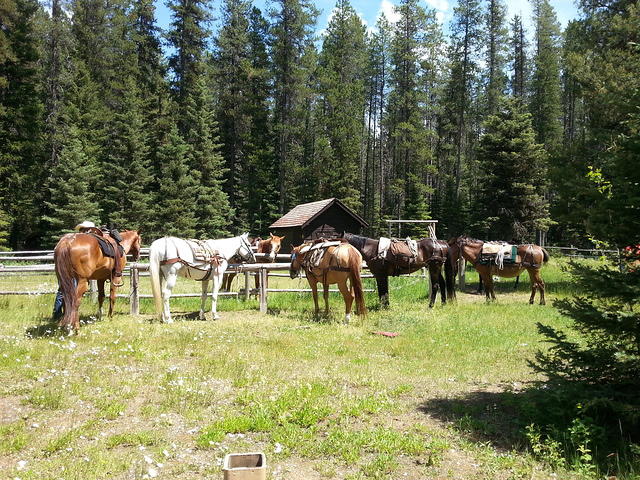 Our horses and Keni's mule at right