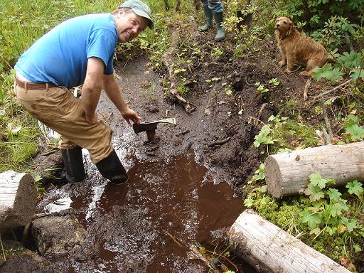 #4 Bog Sawtooth before draining