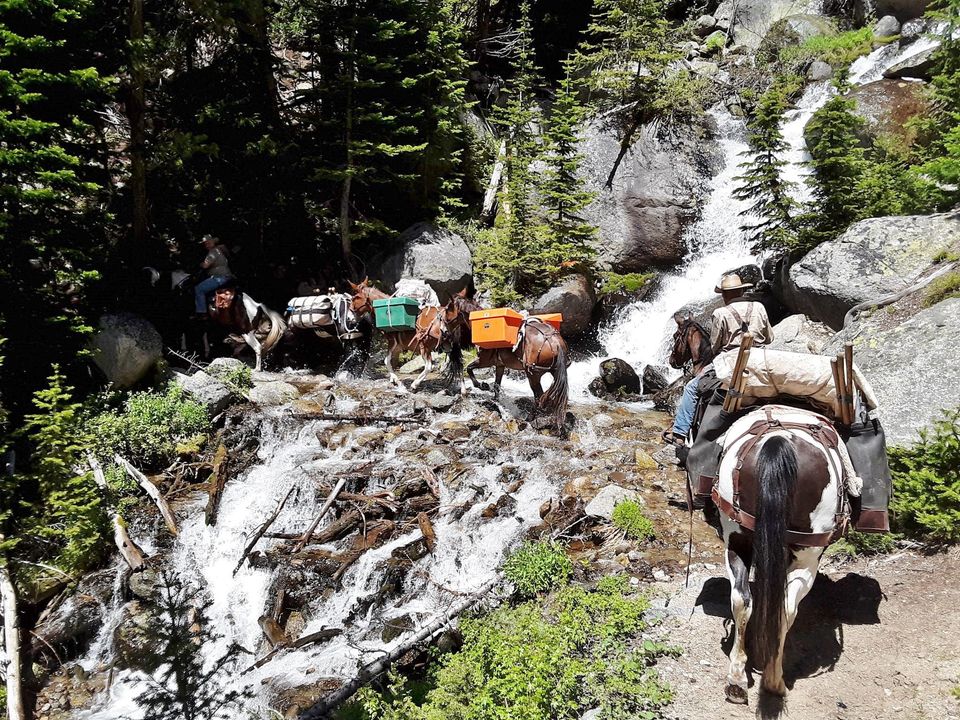 Packing Horses in the mountains