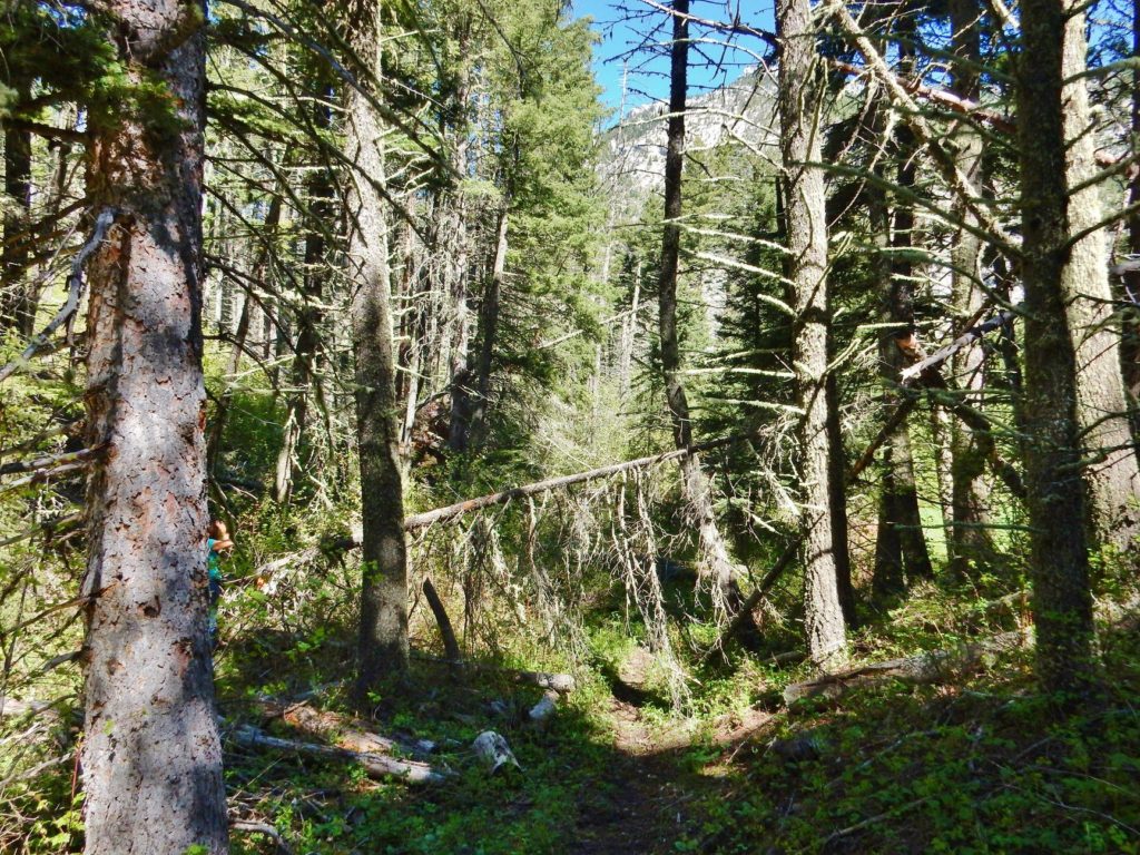 Meyers to Pass Creek Trail Clearing 2019