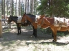 Forest Service Mules