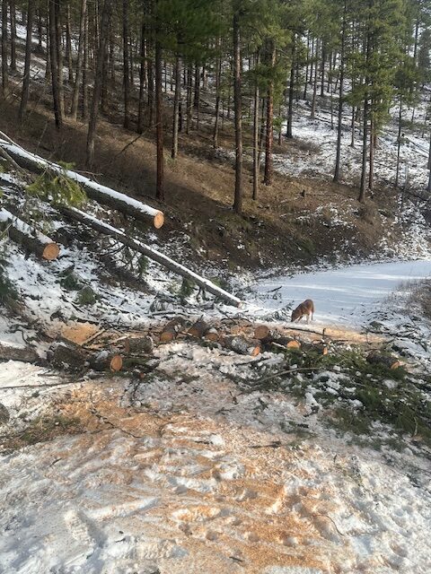 Windthrow about the 2 mile on the 5587 road.