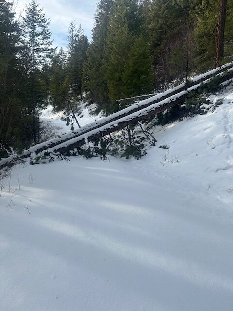 Windthrow from the December storms. Photo taken 1/10/26. About the 5 mile on road 5587.