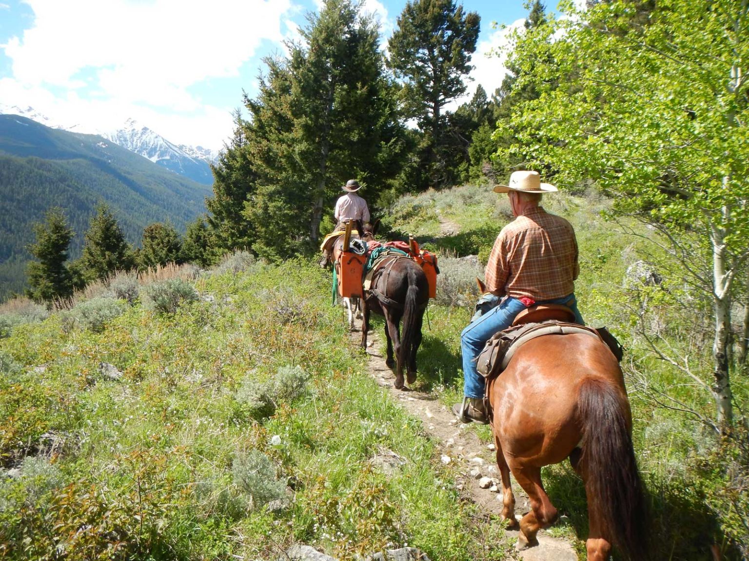 About Back Country Horsemen of Montana